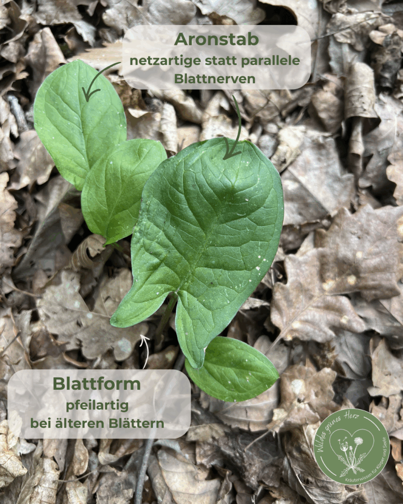 Aronstab als giftiger Bärlauch-Doppelgänger mit pfeilförmigem Blatt und netzartigen Blattadern