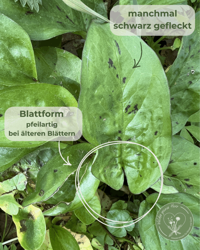 Aronstab im Wald als giftige Verwechslungspflanze zu Bärlauch