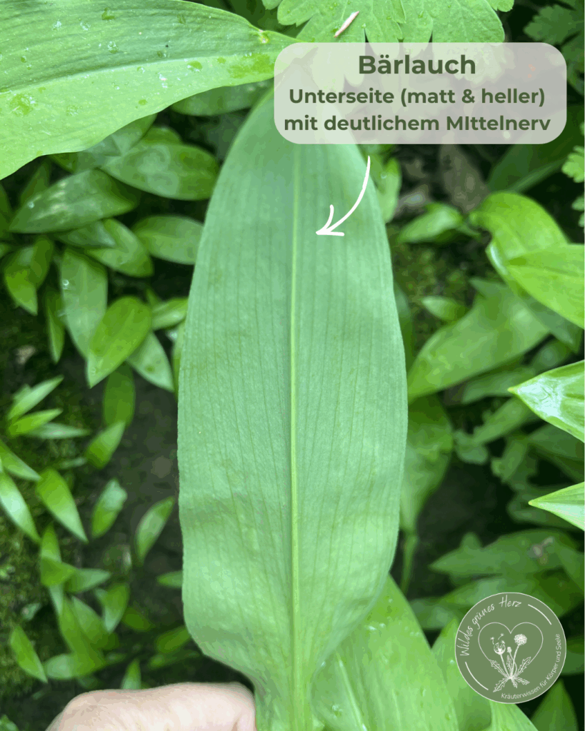 Bärlauch Blattunterseite matt heller mit deutlichem Mittelnerv
