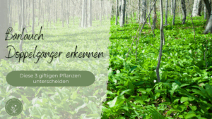 Bärlauch Verwechslung mit giftigen Doppelgängern vermeiden