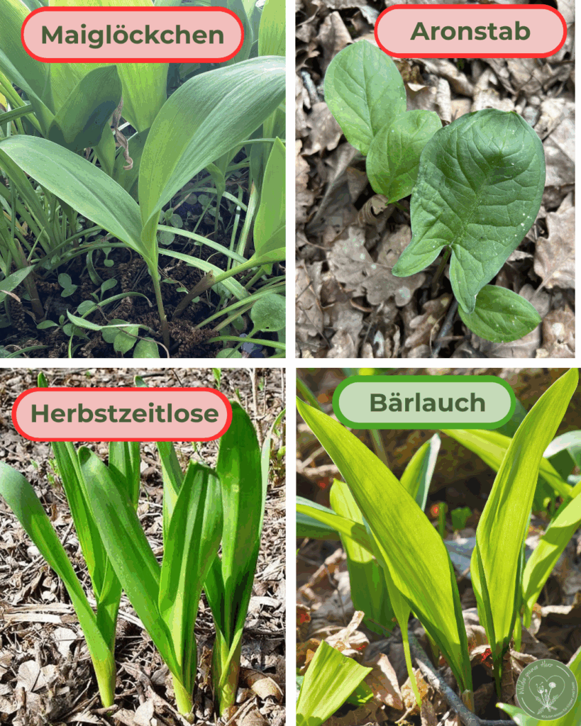 Vergleich von Bärlauch und giftigen Doppelgängern Maiglöckchen Herbstzeitlose und Aronstab