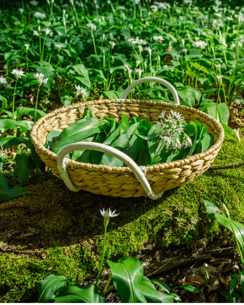 Korb mit frisch gesammeltem Bärlauch im Wald auf moosigem Baumstamm während der Bärlauchsaison
