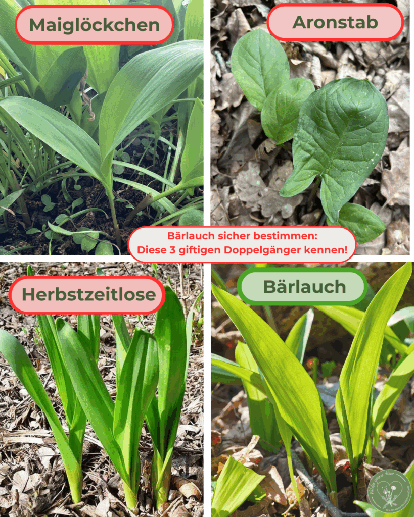 Bärlauch sicher bestimmen und giftige Doppelgänger wie Maiglöckchen Herbstzeitlose und Aronstab erkennen