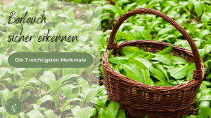 Bärlauch sicher erkennen mit Korb voller Bärlauch im Wald – die 6 wichtigsten Bestimmungsmerkmale