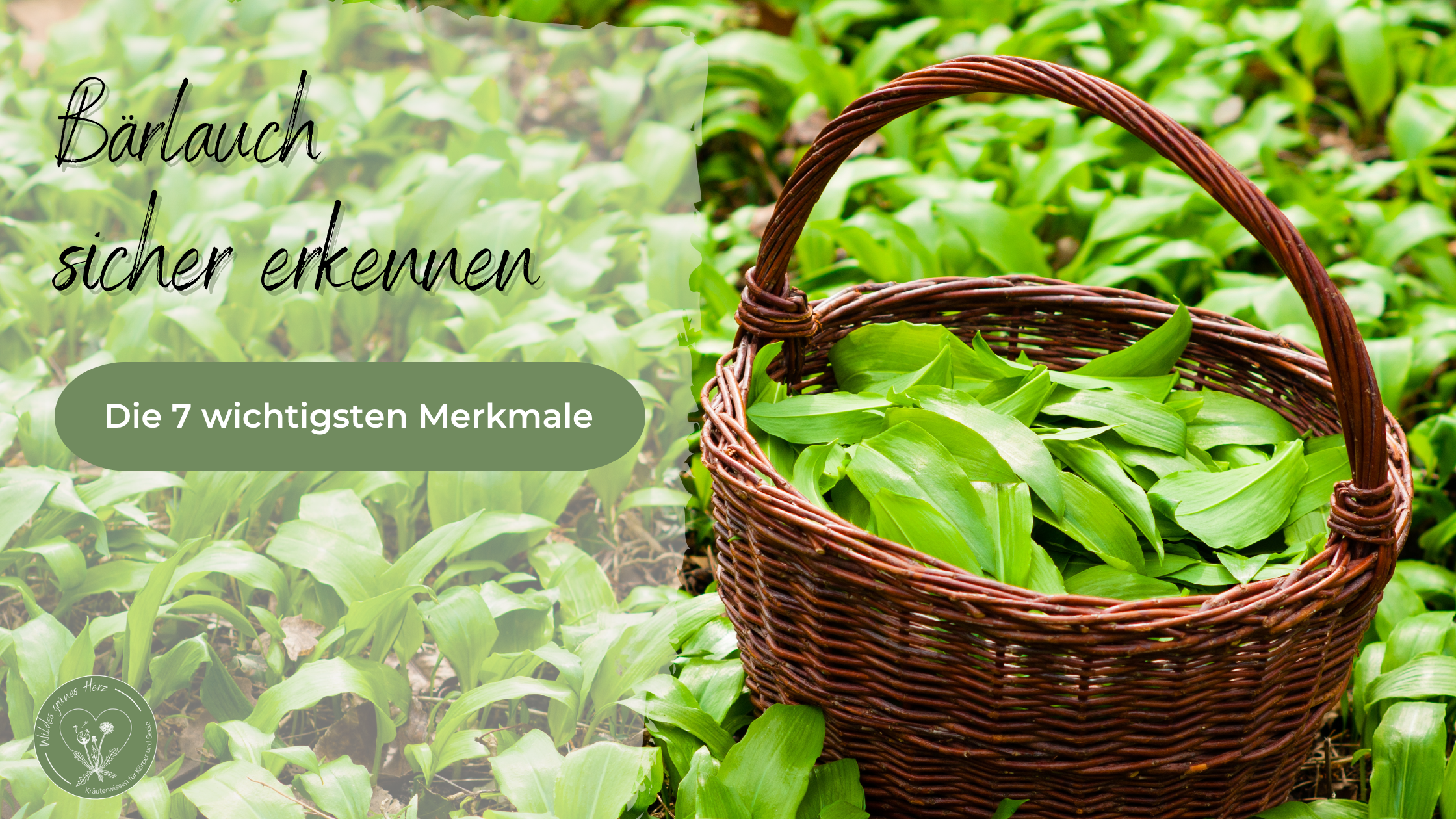 Bärlauch sicher erkennen mit Korb voller Bärlauch im Wald – die 6 wichtigsten Bestimmungsmerkmale