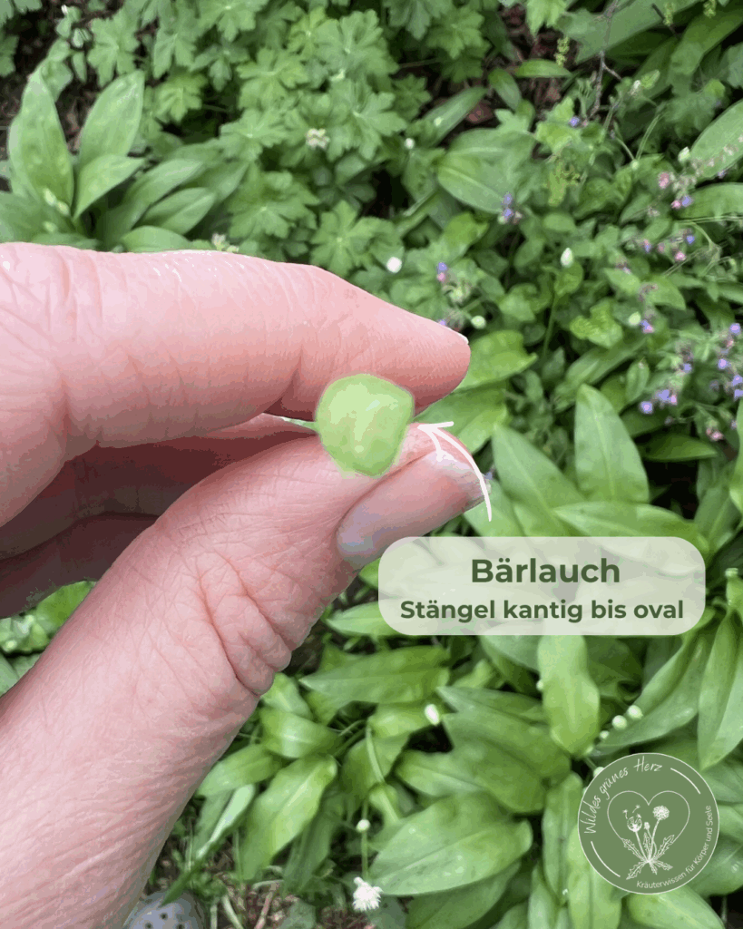 Nahaufnahme des Bärlauchstängels mit oval bis kantigem Querschnitt