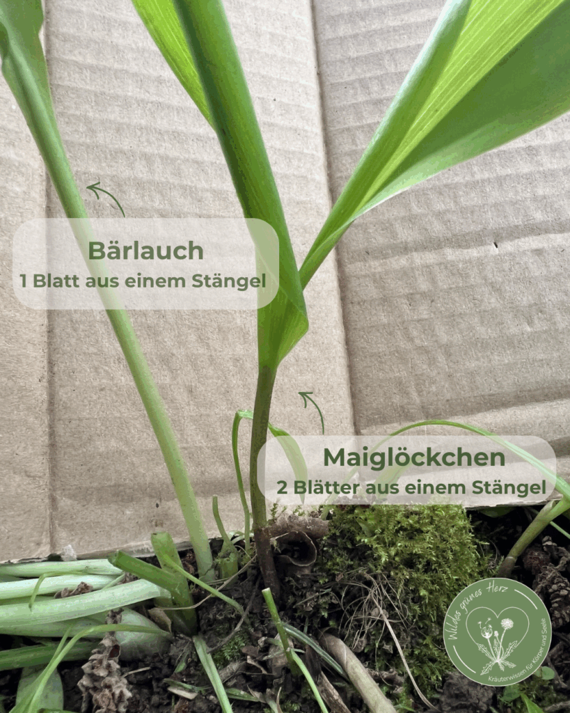 Nahaufnahme Vergleich Bärlauch mit einem Blatt pro Stängel und Maiglöckchen mit zwei Blättern