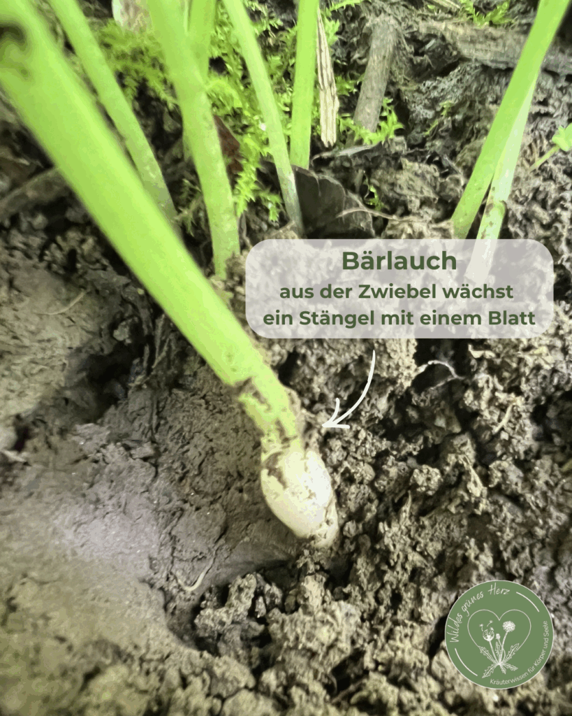 Bärlauch wächst mit weißer Zwiebel aus dem Boden