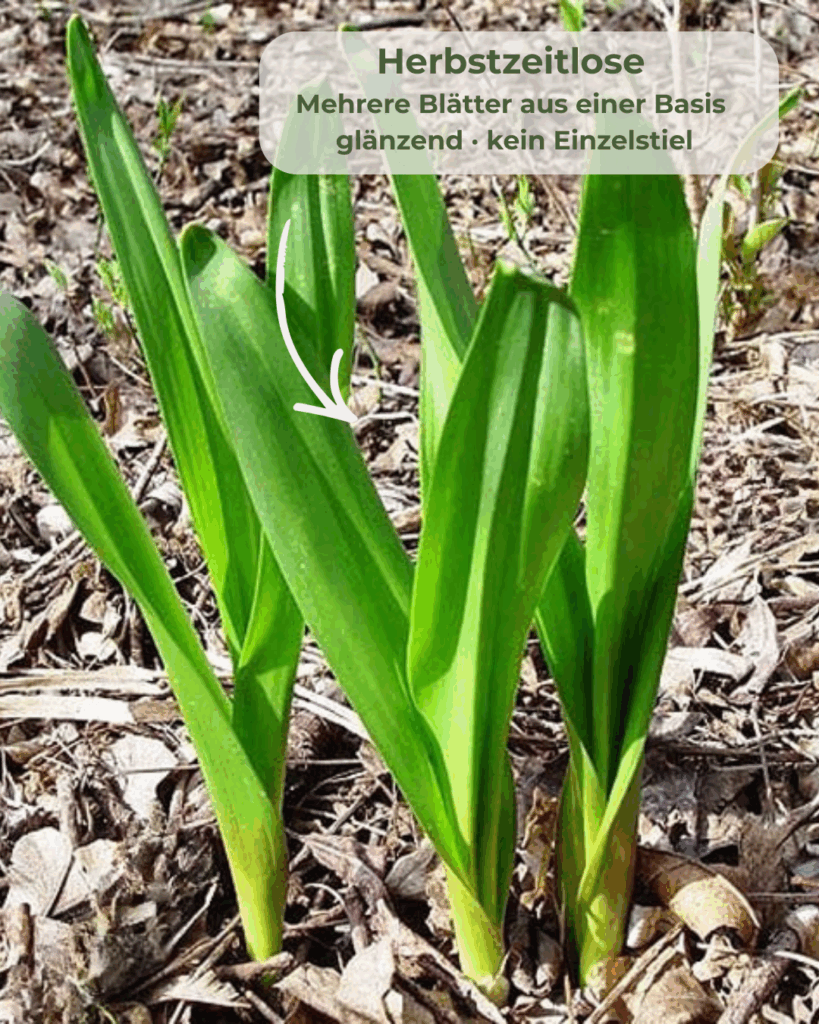 Nahaufnahme der Herbstzeitlose mit mehreren glänzenden Blättern aus einer Basis als Bärlauch Doppelgänger
