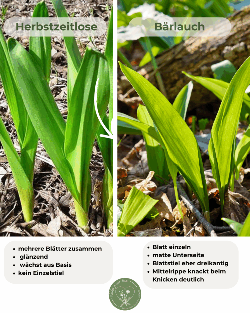 Vergleich Herbstzeitlose und Bärlauch nebeneinander mit Merkmalen zur sicheren Unterscheidung beim Sammeln