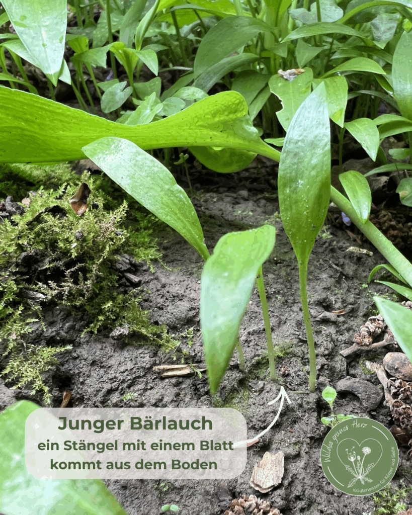 Junger Bärlauch im Wald mit einzelnem Blatt an einem Stängel als Erkennungsmerkmal