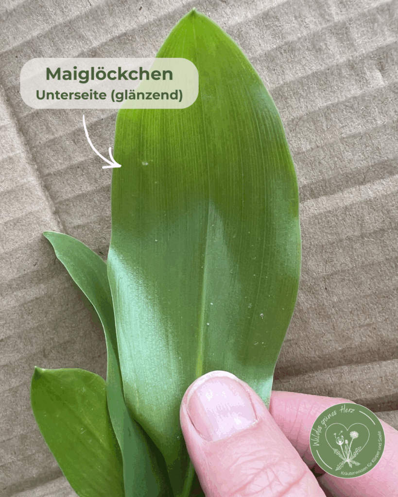 Glänzende Blattunterseite eines Maiglöckchens in Nahaufnahme